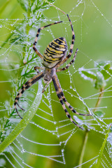 Female of the spider-wasp sits in the center of its cobweb