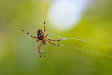 Female of the garden-spider sits in the center of its web