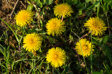 dandelion001