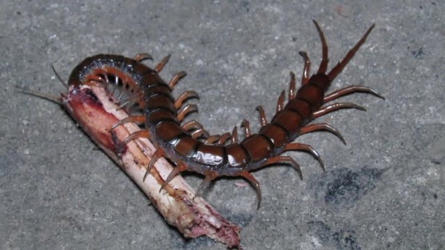 Insects, Mother Nature, Centipede and ants