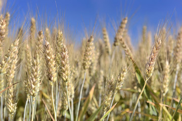 close on ripe golden wheat growing in a field under bleu sky