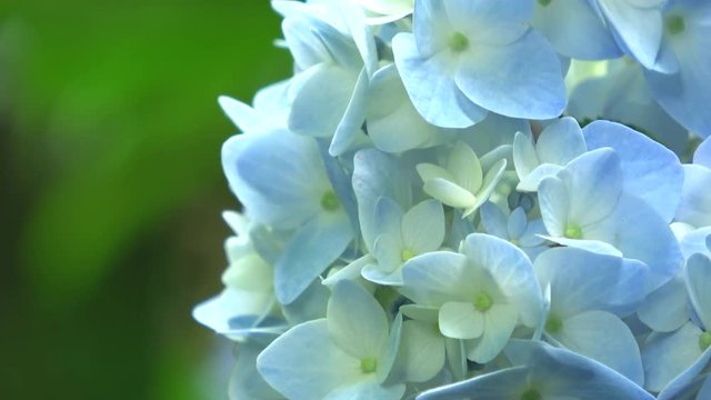 水色の紫陽花 / Light blue hydrangea flower, 4K