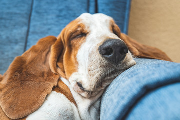 Sleeping Basset Hound white and brown on sofa