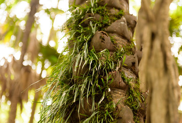 A tree with mosses on the roots in a green forest or moss on the tree trunk. The bark has green moss in the Southeast Asian area.