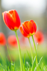 Elegant and noble tulips