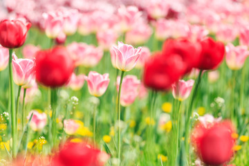 Obraz premium Elegant and noble tulips