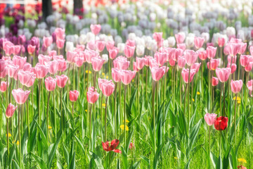 Elegant and noble tulips