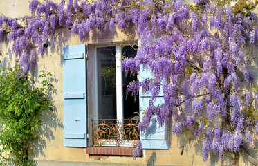 beautiful wisteria blooming against an rural house with blue shutters at the window - obrazy, fototapety, plakaty
