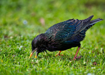 The starling (Sturnus vulgaris) is looking for food in fresh, green grass
