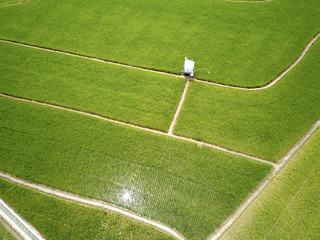 Obraz premium Rice Terrace Aerial Shot. Image of beautiful terrace rice field in Indonesia