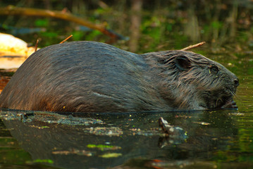 The European beaver (Castor fiber) eats a branch sitting in the water