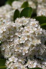 Reeves_spirea33