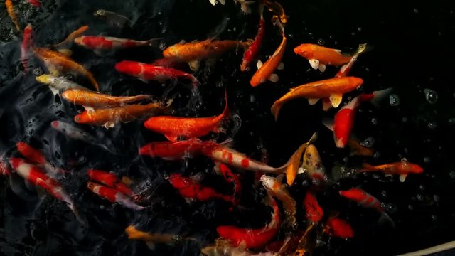 Koi swimming in a water garden,fancy carp fish,koi fishes,Koi Fish swim in pond.Isolate background is black.Fancy Carp or Koi Fish are red,orange