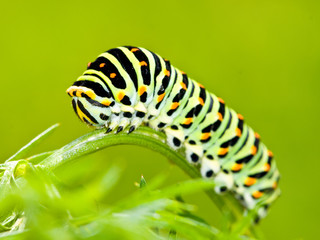 Schwalbenschwanz Raupe