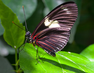 Schmetterling