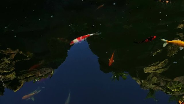 Koi swimming in a water garden,fancy carp fish,koi fishes,Koi Fish swim in pond.Isolate background is black.Fancy Carp or Koi Fish are red,orange