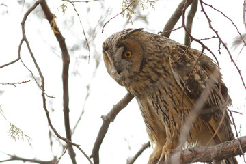 great horned owl