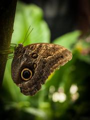 Schmetterling