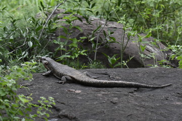 Gros lézard d'Afrique du sud 