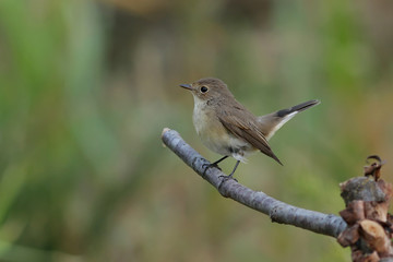 sparrow on a branch