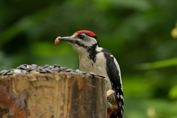 bird on a branch