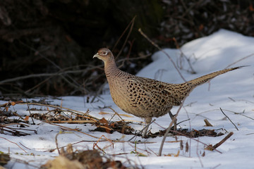 bird in the snow