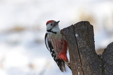 woodpecker on a tree