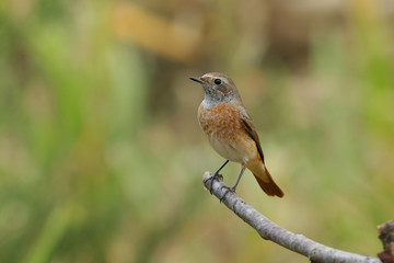 bird on a branch