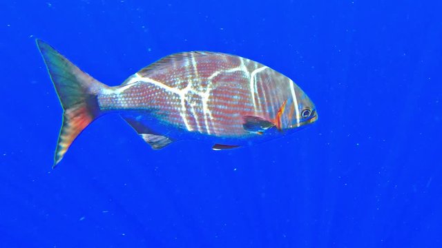 Kyphosus fish on deep blue background is swimming in slow motion, sea chub close up.