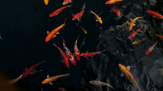 Koi swimming in a water garden,fancy carp fish,koi fishes,Koi Fish swim in pond.Isolate background is black.Fancy Carp or Koi Fish are red,orange