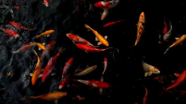 Koi fish swimming in a water garden,fancy carp fish,koi fishes,Koi Fish swim in pond.Isolate background is black.Fancy Carp or Koi Fish are red,orange