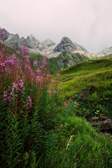 Alpenblumen vor Gipfelzug