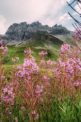 Alpenblumen vor Gipfelzug