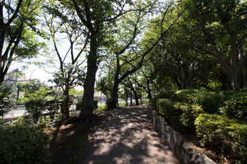 Fototapeta na wymiar 東京の下町にあるどこか風情のある公園