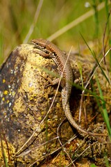 gekko sunbathing on the top of a rock,  (Gekko gecko)