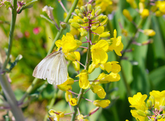 菜の花_モンシロチョウ