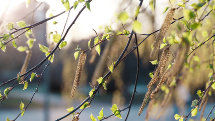 Beautiful nature background. Summer, spring concepts. Copy space. Fresh juicy young birch leaves in nature in the rays of the sunset warm sunlight with beautiful sparkling bokeh. Template for design