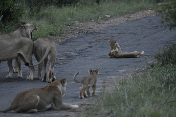 Clan de lion d'afrique