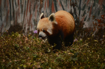 red panda on ground