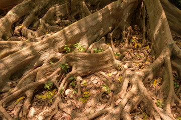 Naklejka premium Tree roots in the green forest.