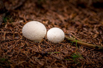 Mushrooms in the wild
