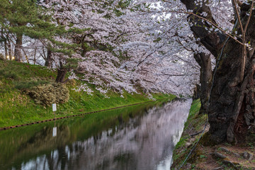 Cherry blossoms in Aomori Hirosaki castle ruins