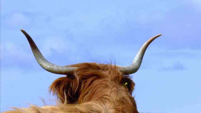 Back of a head of a Highland cow with huge horns.