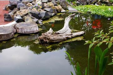 Fototapeta na wymiar trunk in lake