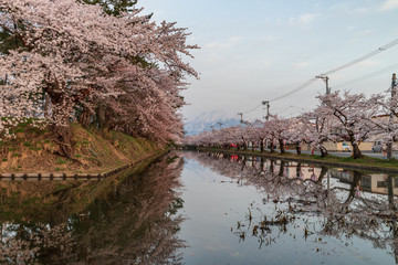 Cherry blossoms in Aomori Hirosaki castle ruins