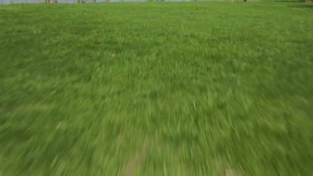 Low to ground flight. Take off style over green meadow onto a lake during a sunny afternoon. Tampier Slough lake in western suburbs of Chicago, Illinois, near Lemont.