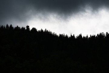 silhouettes of trees on the mountain in the evening light
