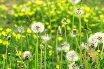 Shoot dandelion details up close