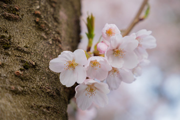 Cherry blossoms in Aomori Hirosaki castle ruins