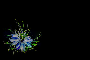 Blue flower isolated black background lower left